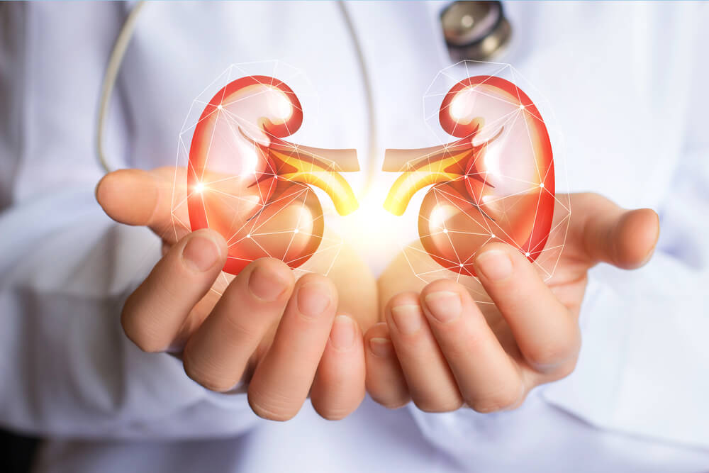 A health care provider wearing a white lab coat and stethoscope holds an image of two kidneys in their hands.